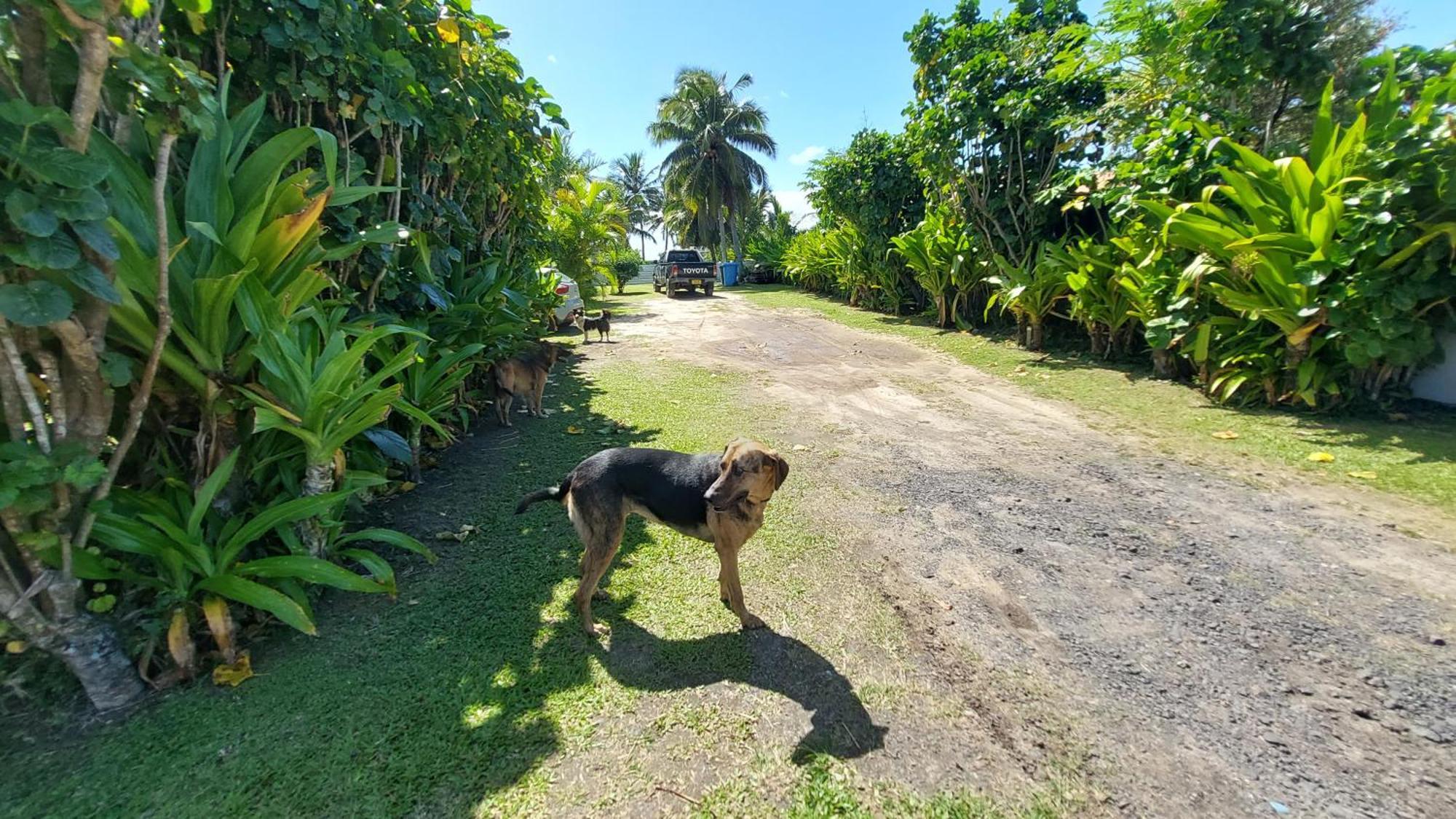 Herons Reef Holiday Apartments Rarotonga Eksteriør billede